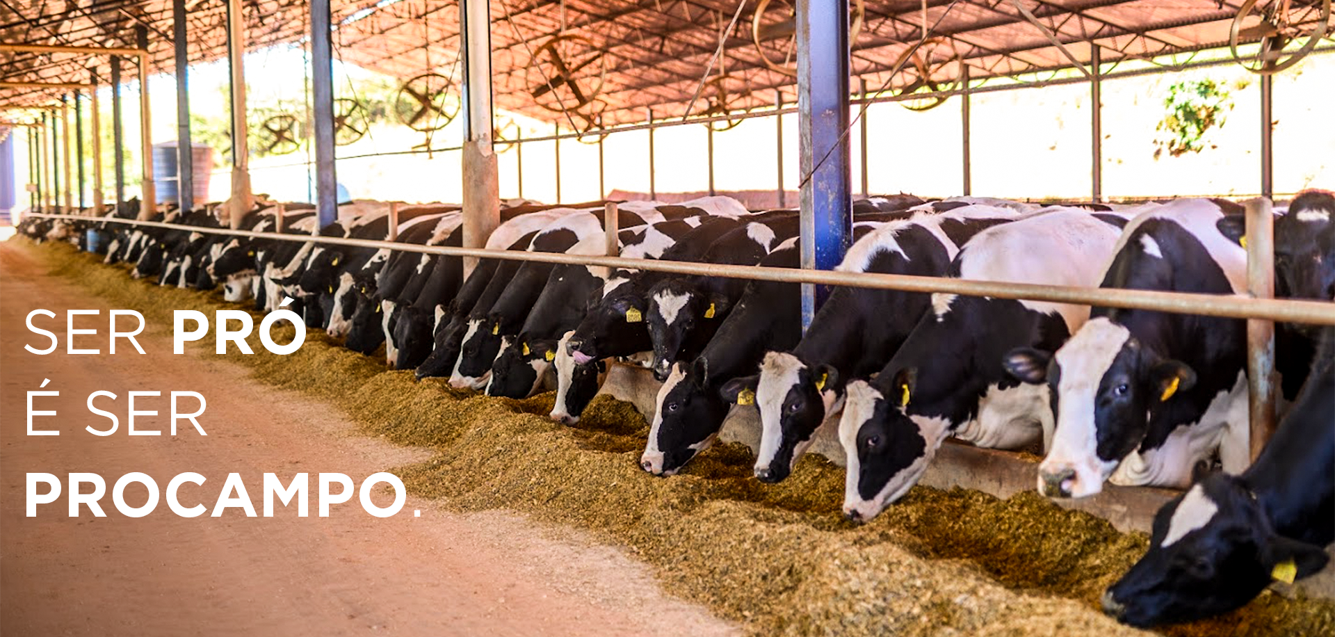 Programa Piracanjuba ProCampo para o produtor de leite